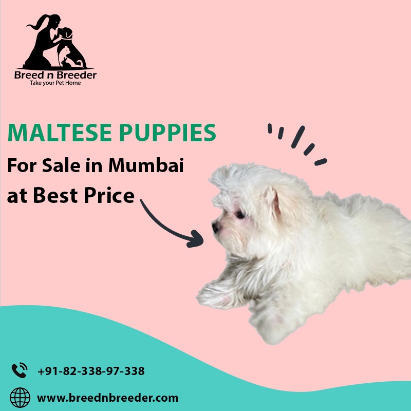 How much does a Maltese dog cost?